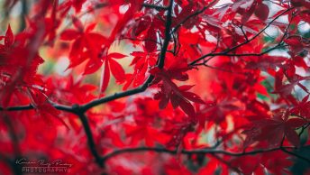 Japanese red maple tree background
