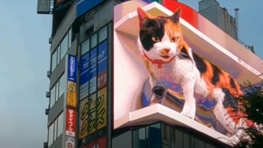 3D Cat Tokyo Japan